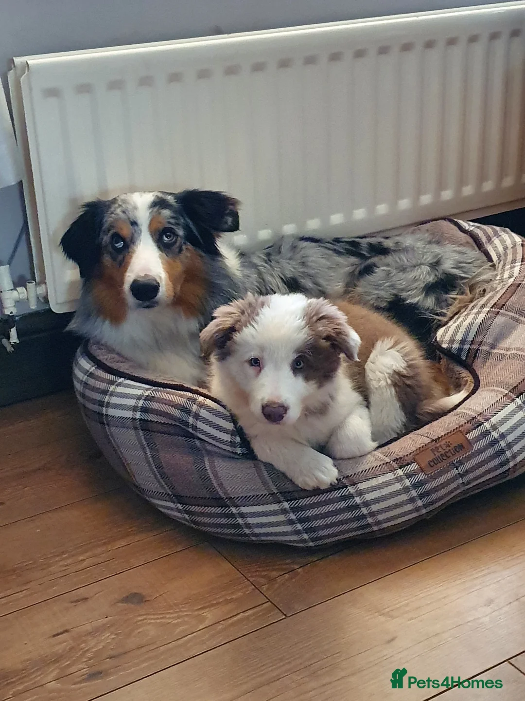 Border Collie dogs for stud: Stunning Tri Merle DNA tested and proven. in Ripon - Advert 13