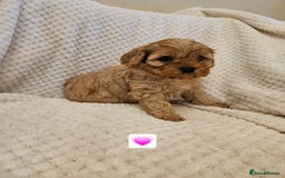 Cavapoo dogs for sale: Vet checked Cavapoo puppies F1 generation for sale - Advert 12