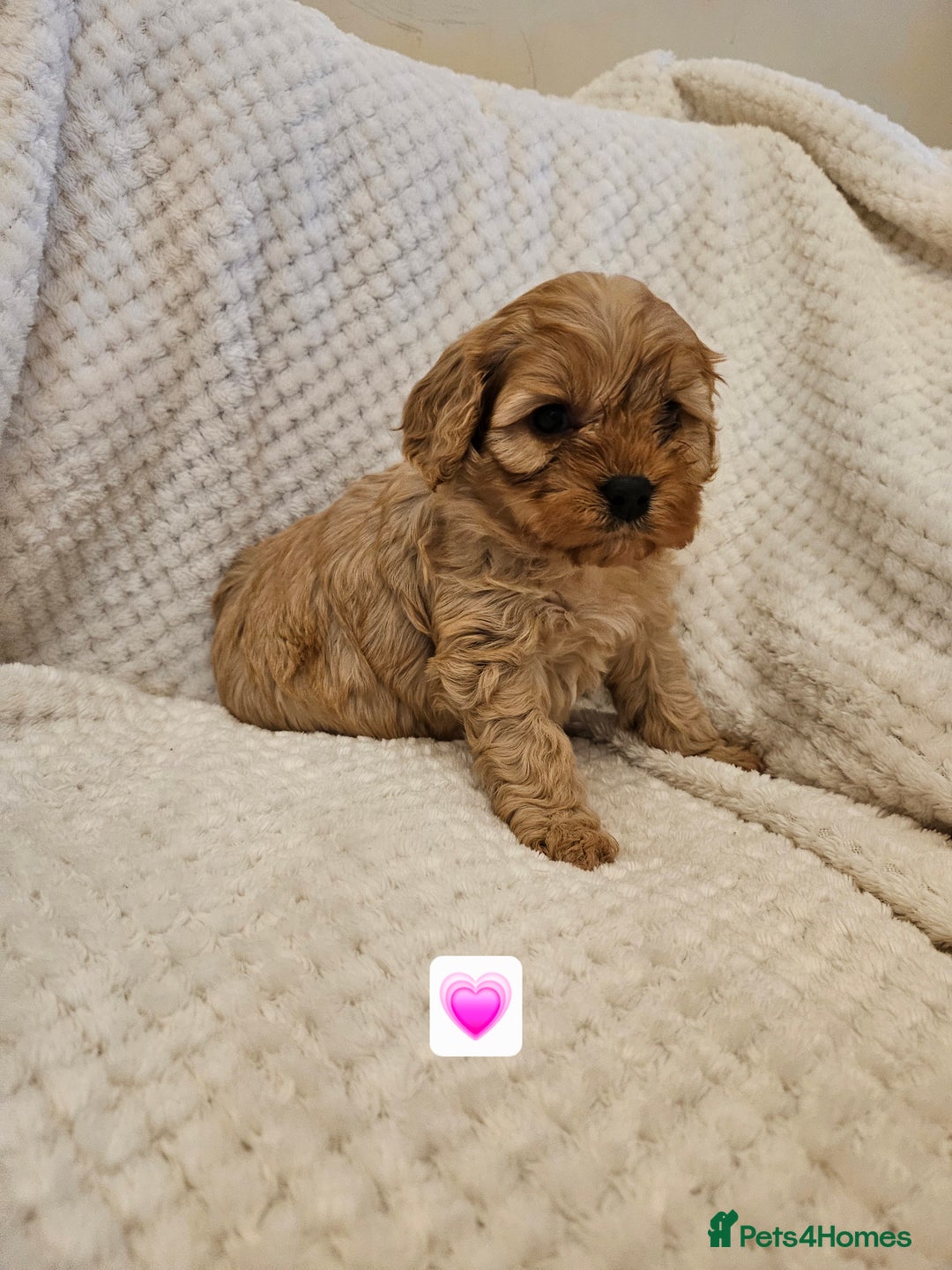 Cavapoo dogs for sale: Vet checked Cavapoo puppies F1 generation for sale - Advert 12