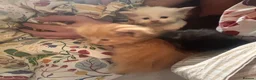 Norwegian Forest Cat cats for sale: Tricolore Magic  - Advert 3