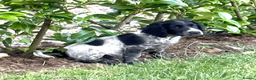 Cocker Spaniel dogs for sale: Working Cocker & Cocker Poo Puppies - Advert 19