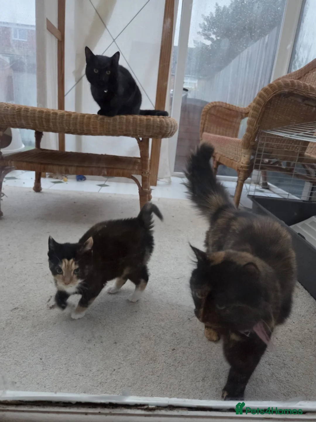 Domestic Shorthair cats for sale: 1 year old domestic short hair, Axey in Hull - Advert 6