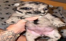 Mixed Breed dogs for sale: Frenchie/ chow puppies  - Image 3