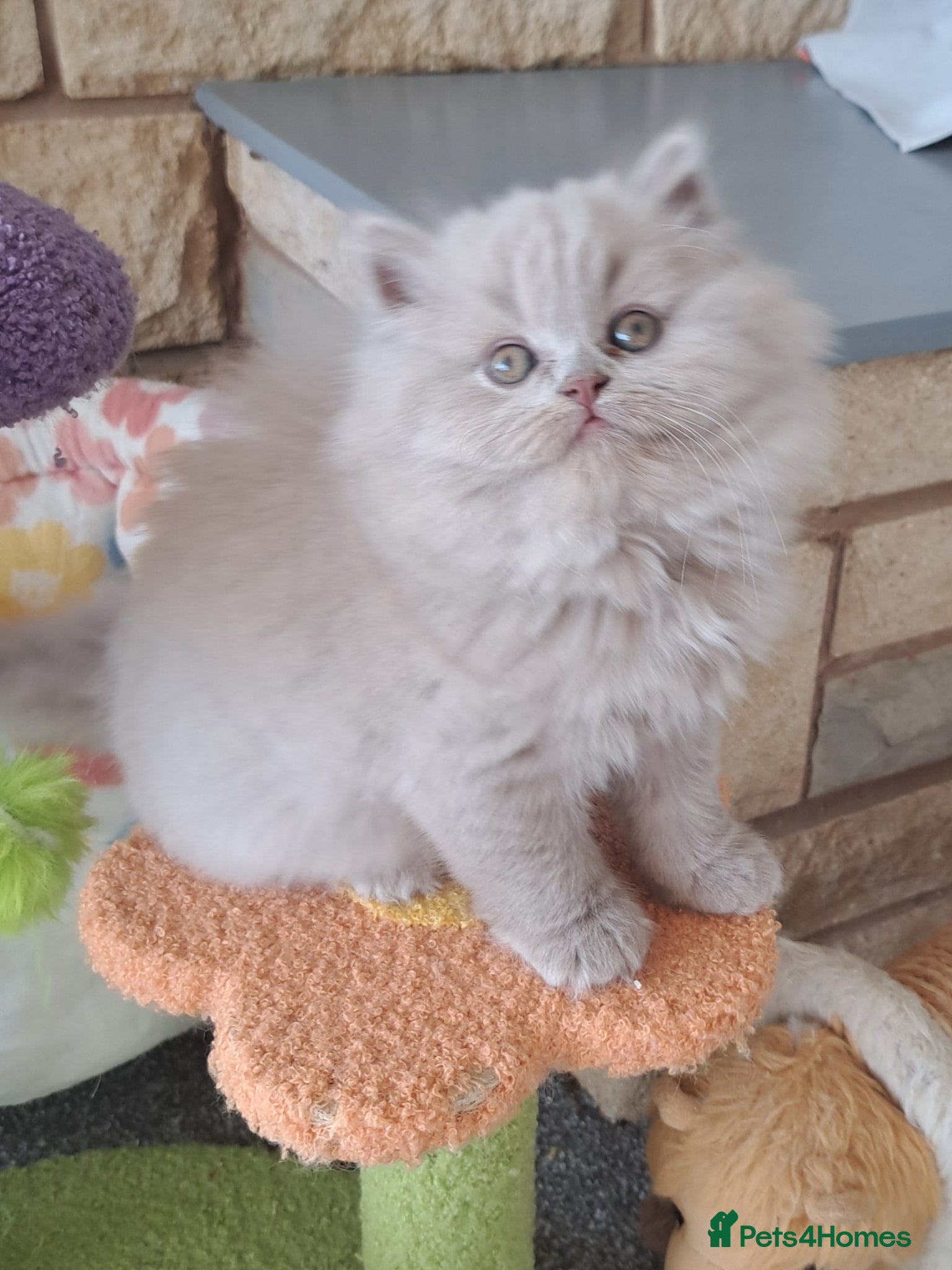 British Longhair cats  Mr Donut. Chunky BLH kitten - Advert 2