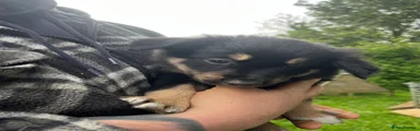 Mixed Breed Puppy 6