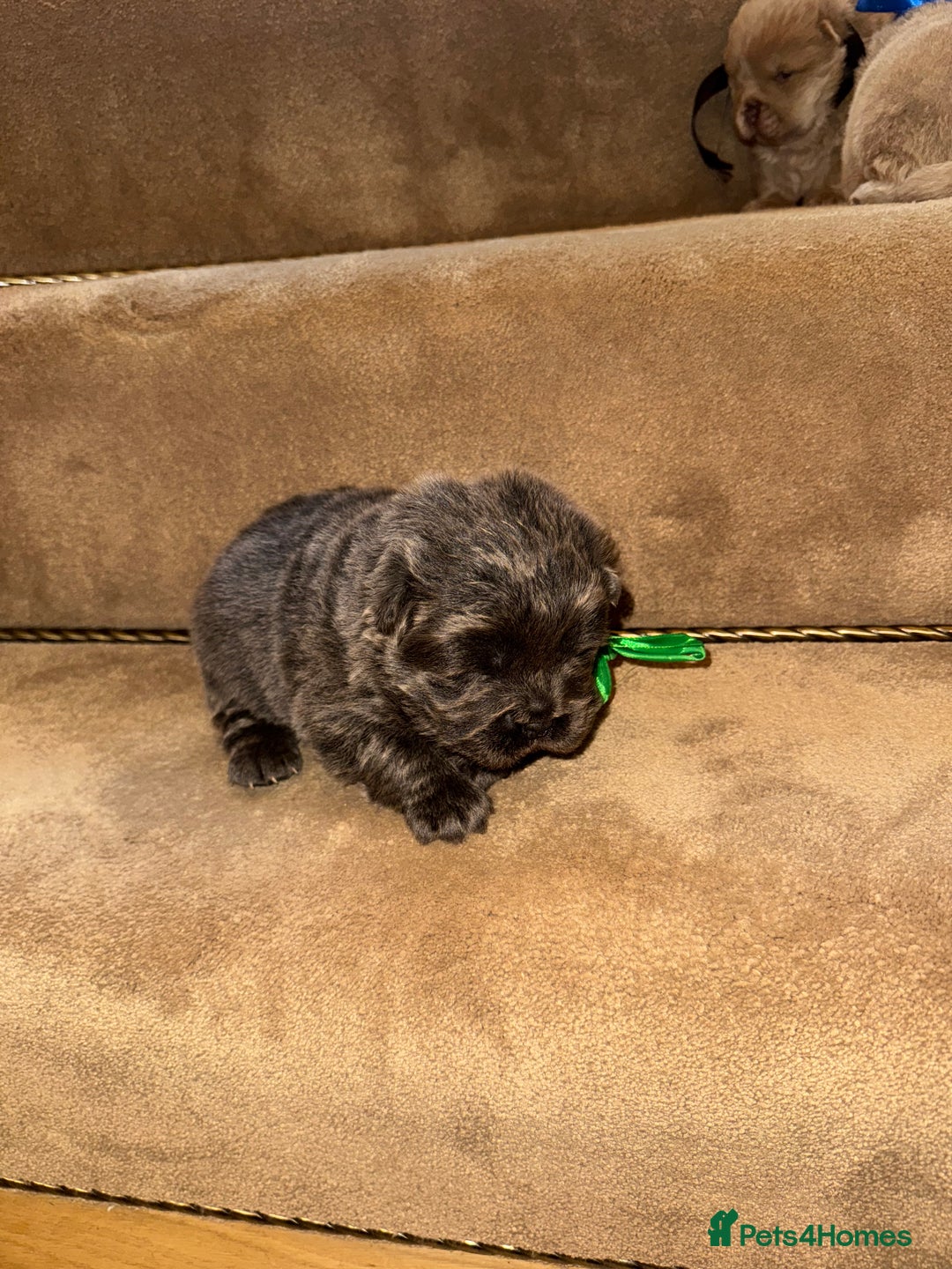 Chow Chow dogs for sale: Stunning kc reg puppies  - Advert 22