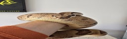 Boa Snake reptiles for sale: Large Snake Vivarium Setup + 2 Boa Constrictors - Advert 15