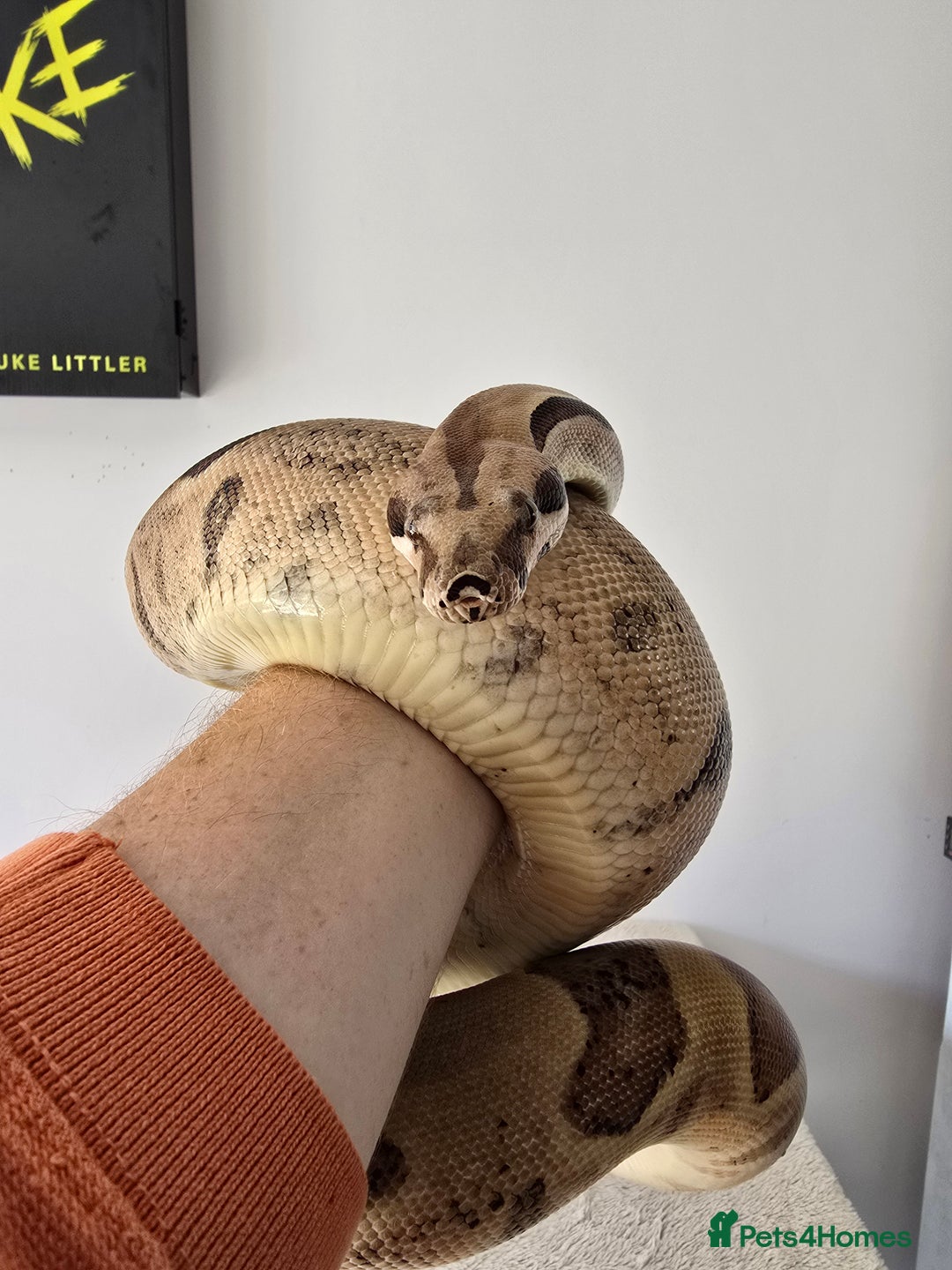 Boa Snake reptiles for sale: Large Snake Vivarium Setup + 2 Boa Constrictors - Advert 15