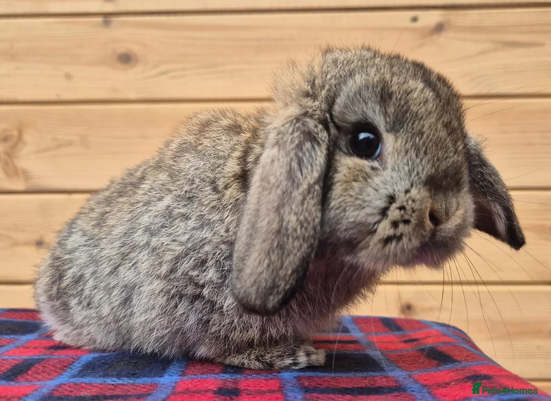 Mini Lop rabbits for sale: 🐰 Mini Lop Rabbits for Sale 🐰 - Advert 2
