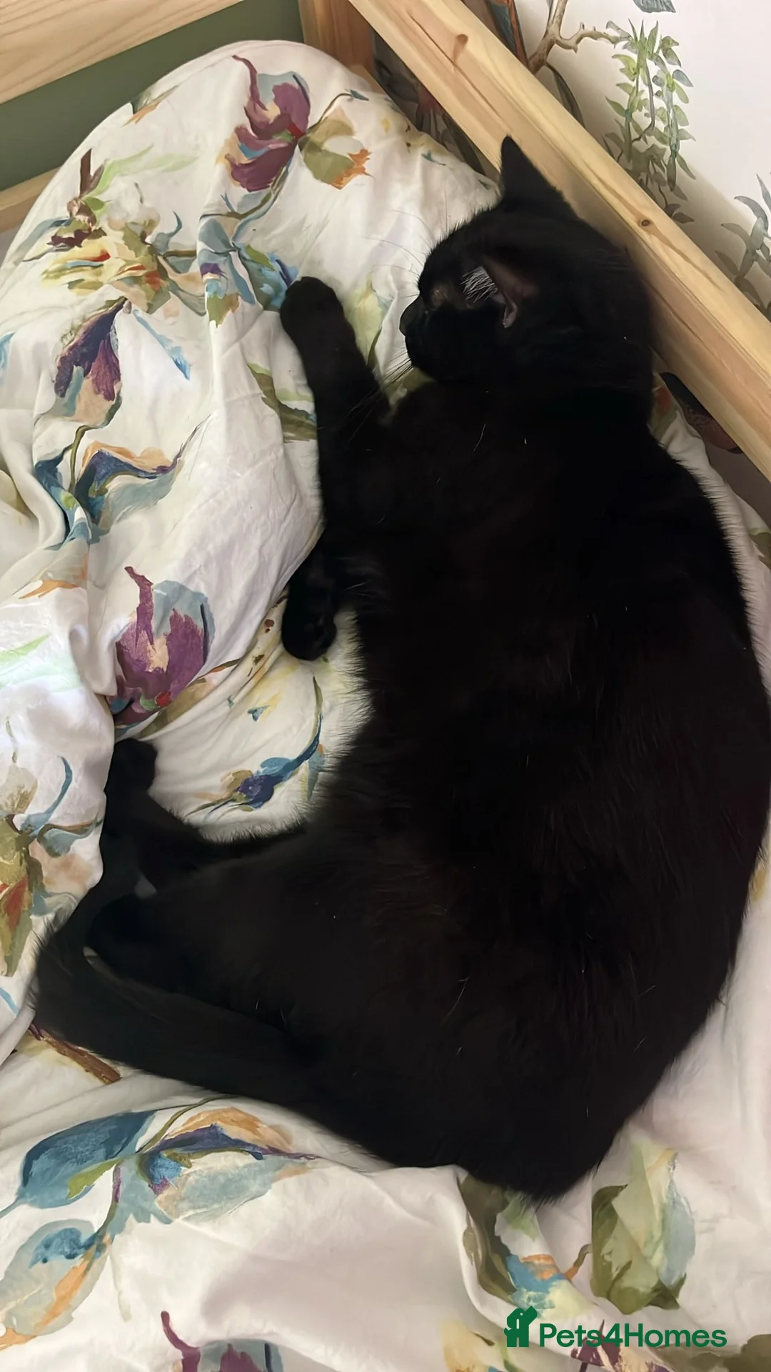 Mixed Breed cats for sale: Kobe  - Advert 4