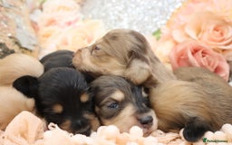 Miniature Dachshund dogs for sale: KC Longhair Miniature Dachshund Puppies - Image 26