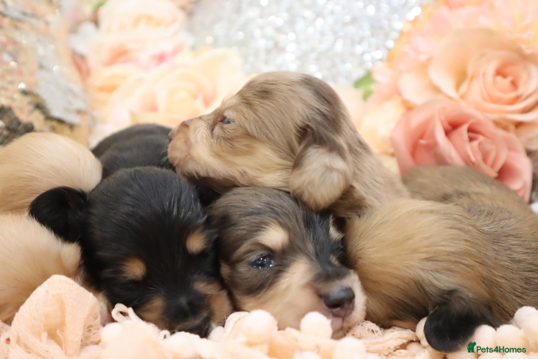 Miniature Dachshund dogs for sale: KC Longhair Miniature Dachshund Puppies - Image 26