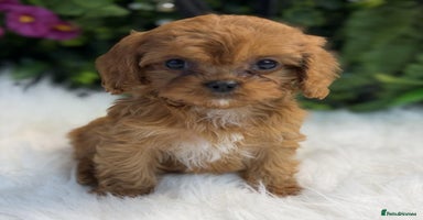 Cavapoo dogs Beautiful red cavapoo puppies for sale - Advert 6