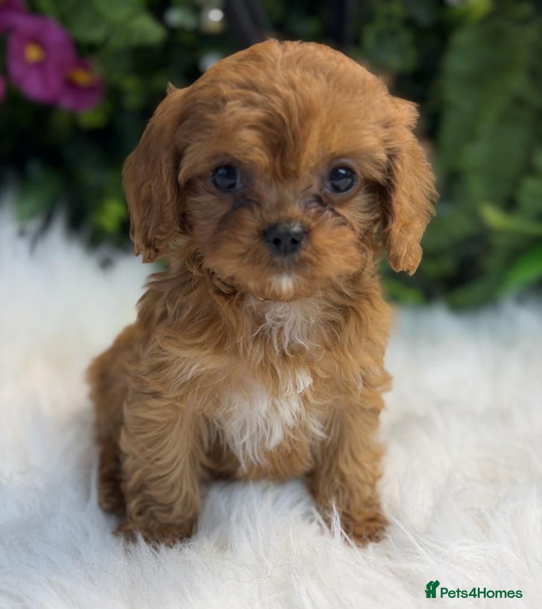 Cavapoo dogs for sale: Beautiful red cavapoo puppies for sale - Advert 2