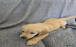 Golden Retriever dogs for sale: Kc Golden Retriever puppies for sale  - Image 7