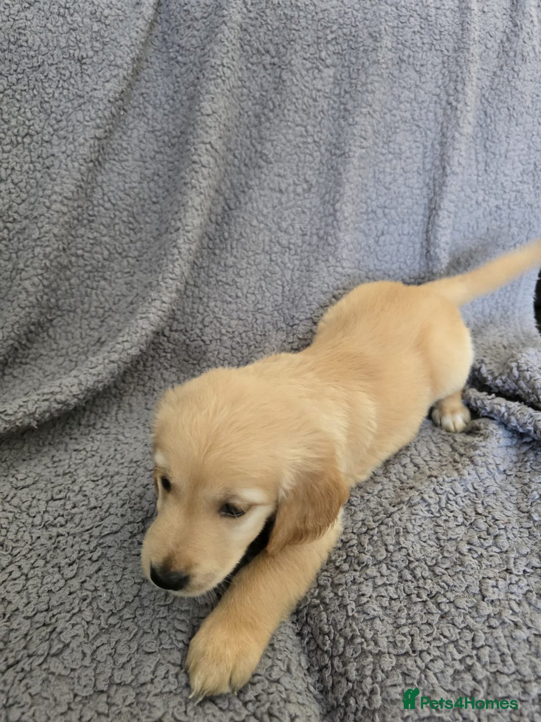 Golden Retriever dogs for sale: Kc Golden Retriever puppies for sale  - Image 7