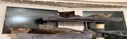 British Shorthair cats for sale: Gorgeous British short haired tabby’s & calicos  - Advert 8