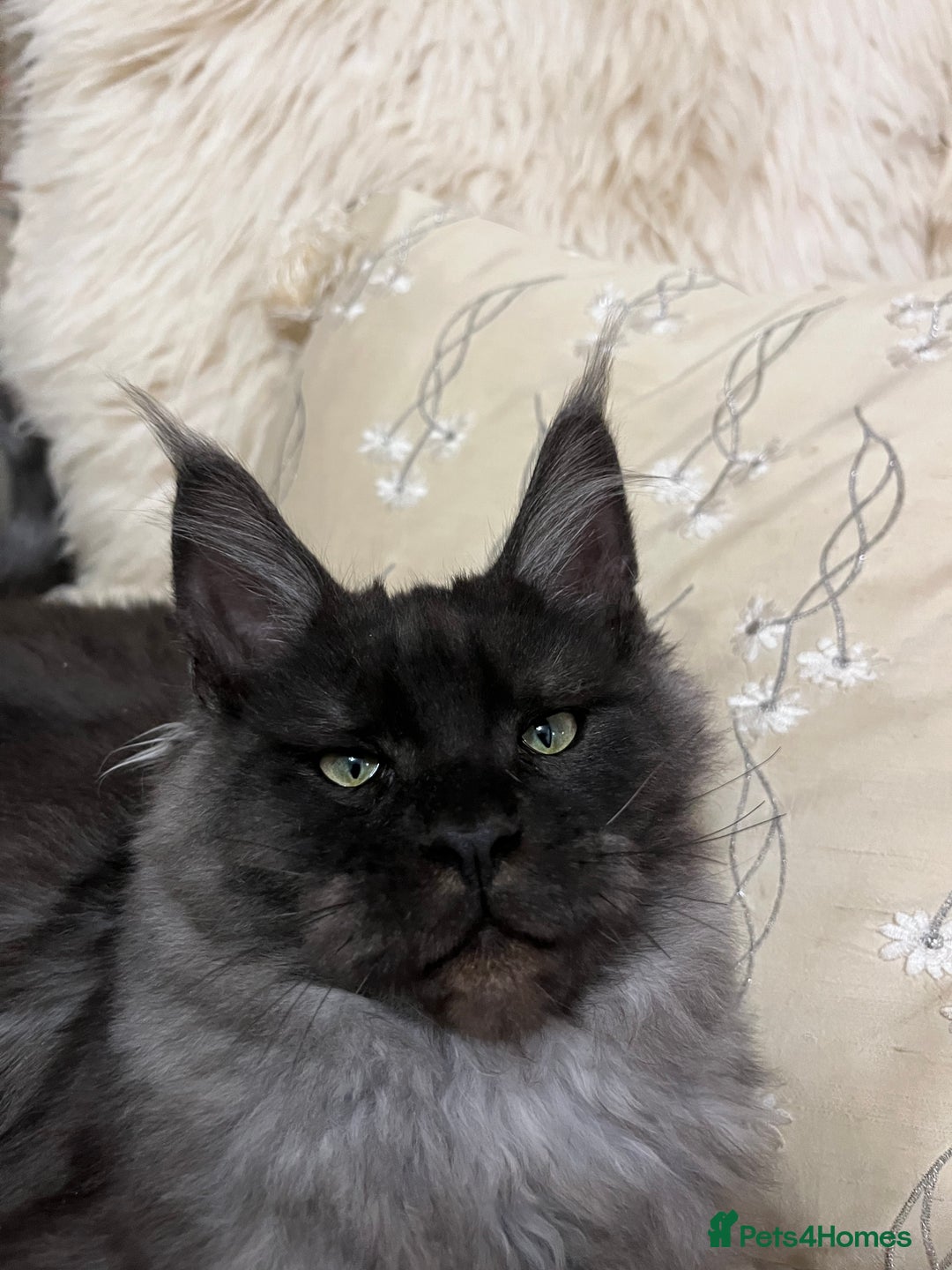 Maine Coon cats for sale: ⭐️Beautiful Maine Coon Kittens⭐️ - Image 6