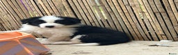 Border Collie dogs for sale: Last one boy ,rehome !International Champion line - Advert 11