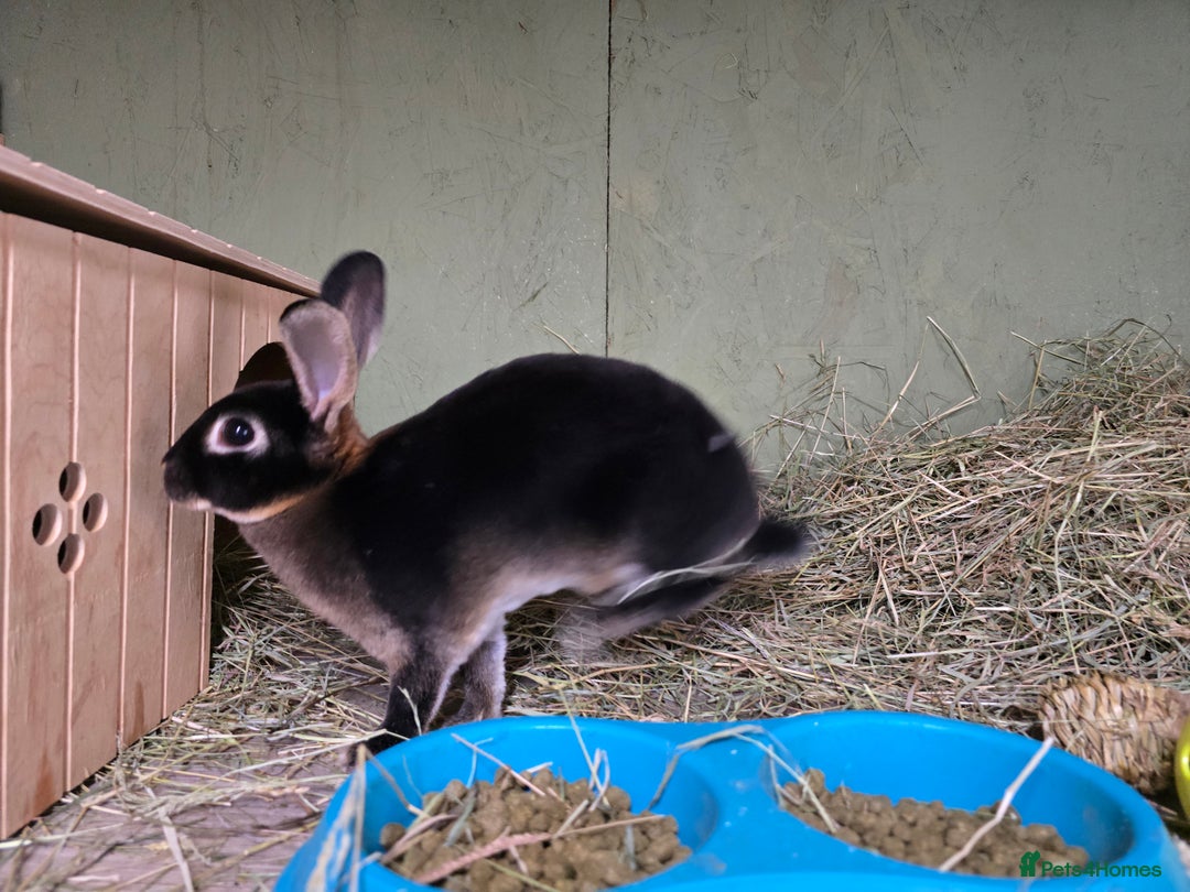 Rex rabbits for sale: Rescue 2 mini rex females bonded bunnies 4 months  - Image 4