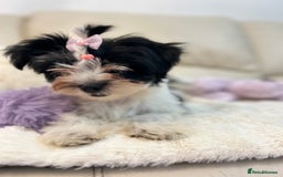 Biewer Terrier dogs for sale: 🩶🩷Biewer-Biro Champion heritage pups! 🐶❤️ - Image 6