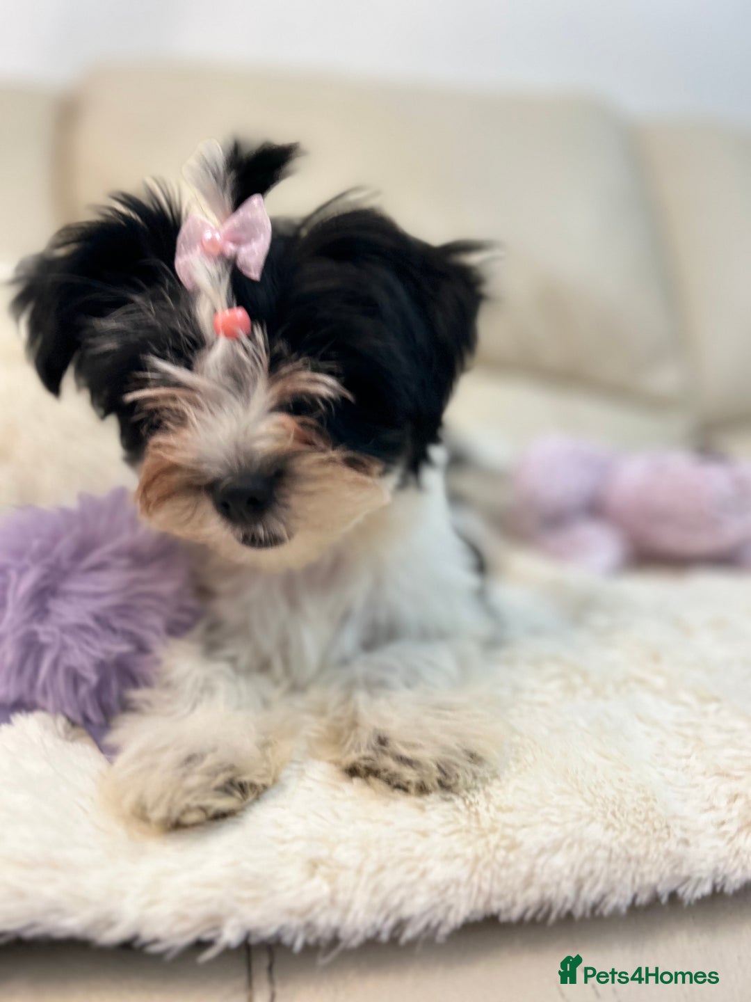 Biewer Terrier dogs for sale: 🩶🩷Biewer-Biro Champion heritage pups! 🐶❤️ - Image 6