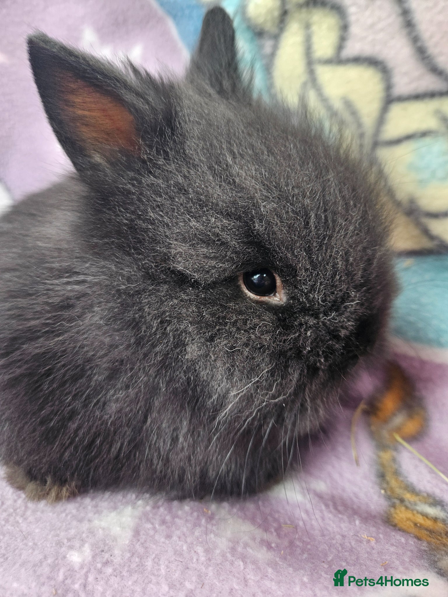 Lionhead rabbits for sale: 3 baby lionheads  - Advert 4
