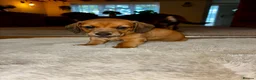 Dachshund dogs for sale: 3 beautiful red dachshund boys - Advert 3