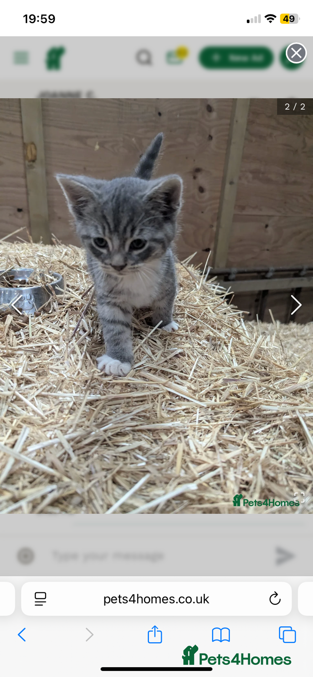 Mixed Breed cats for sale: Beautiful little boy needing his forever home  - Advert 2
