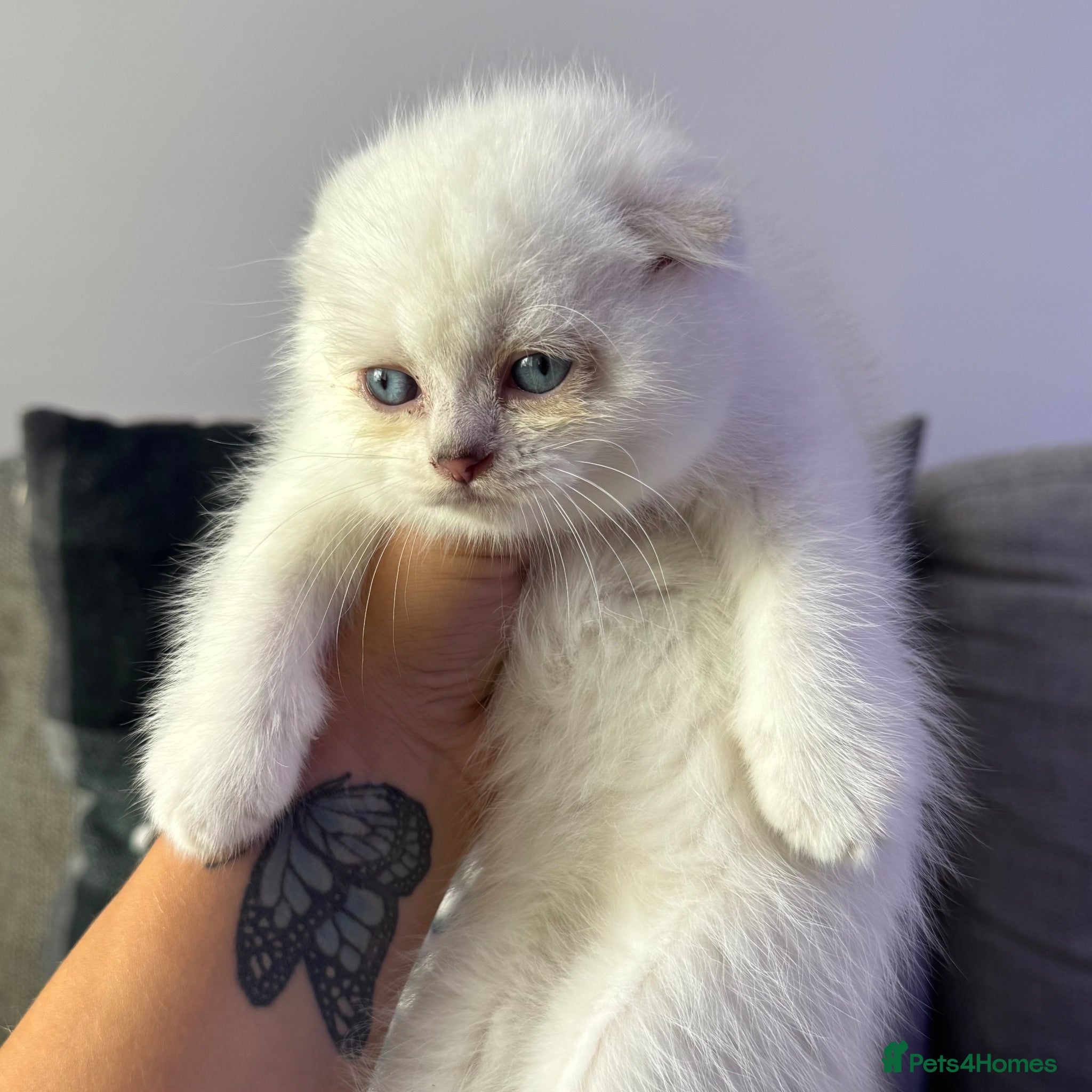Scottish Fold cats Scottish fold - white/blue eyes chinchilla - Advert 11