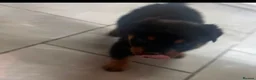 Rottweiler dogs for sale: Rottweiler pup - Advert 3