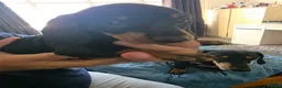 Dachshund dogs for sale: Stunning Standard Smooth hair Dachshund Puppies. - Advert 33