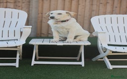 Mixed Breed dogs for adoption: Cuddly Crumble - Image 14