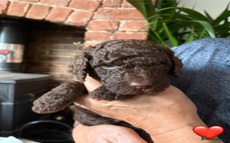 Labradoodle dogs for sale: Labradoodle Puppies 10 weeks 14 Nov 25 - Image 14