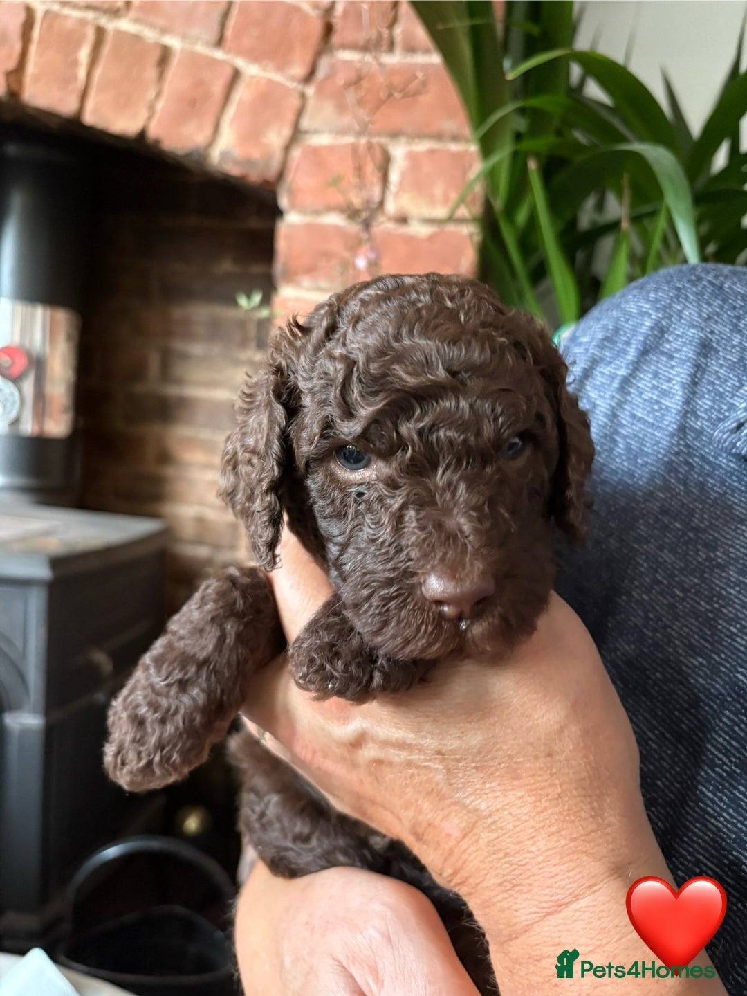 Labradoodle dogs for sale: Labradoodle Puppies 10 weeks 14 Nov 25 - Image 14
