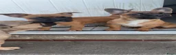 Mixed Breed dogs for sale: Pure breed French bulldog x mixed breed in Barnsley - Advert 2