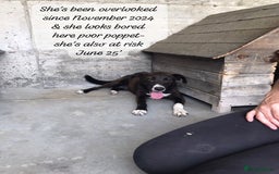 Mixed Breed dogs for adoption: Magpie- beautiful 1 year old- Reserved stc. in Brixham - Image 26