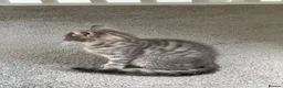 Mixed Breed cats for sale: Two beautiful kittens - Advert 8