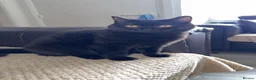 Bombay cats for sale: Bombay cat  - Advert 1