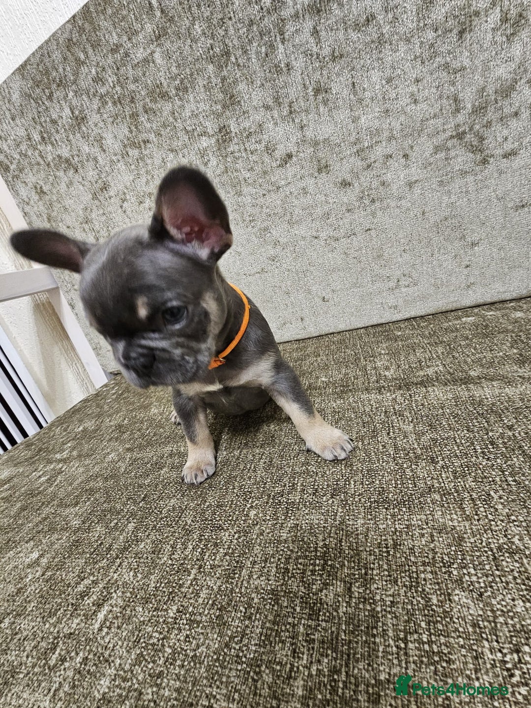 French Bulldog dogs for sale: DISCOUNT AVAILABLE FOR SERIOUSLY INTERESTED BUYERS - Advert 4