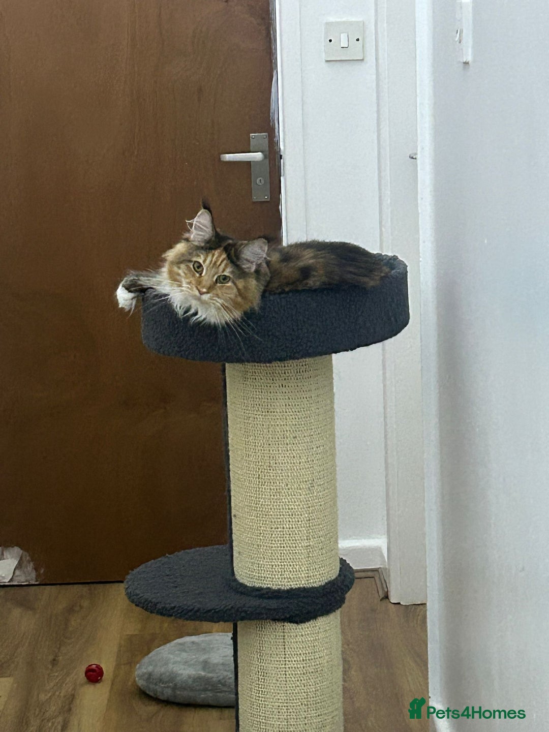 Maine Coon cats for sale: Mainecoon female - Advert 6