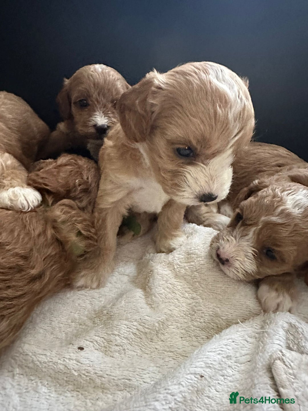 Cavapoo dogs for sale: One girl left has come available  - Image 32