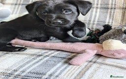 Labrador Retriever dogs for sale: Stunning labrador puppies from good working lines - Advert 8