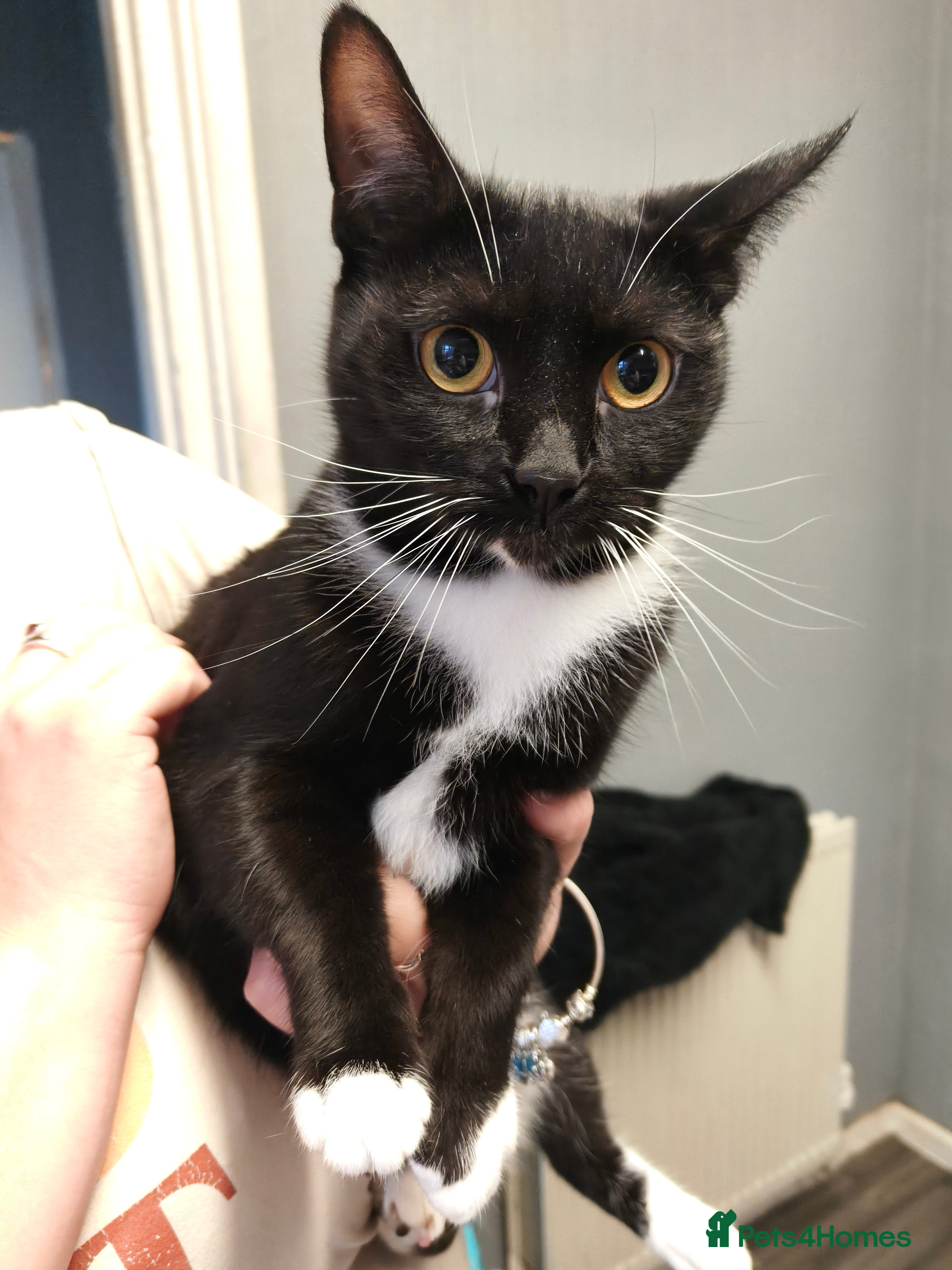 Mixed Breed cats Two female cats aged 2 years  - Advert 1