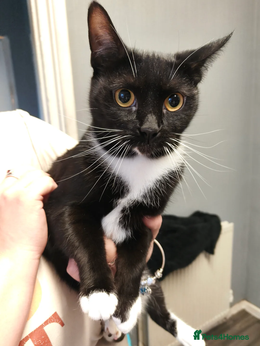 Mixed Breed cats for sale: Two female cats aged 2 years  - Advert 1