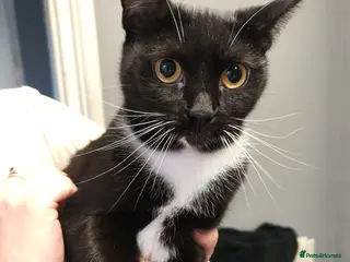 Mixed Breed cats Two female cats aged 2 years - Advert 2