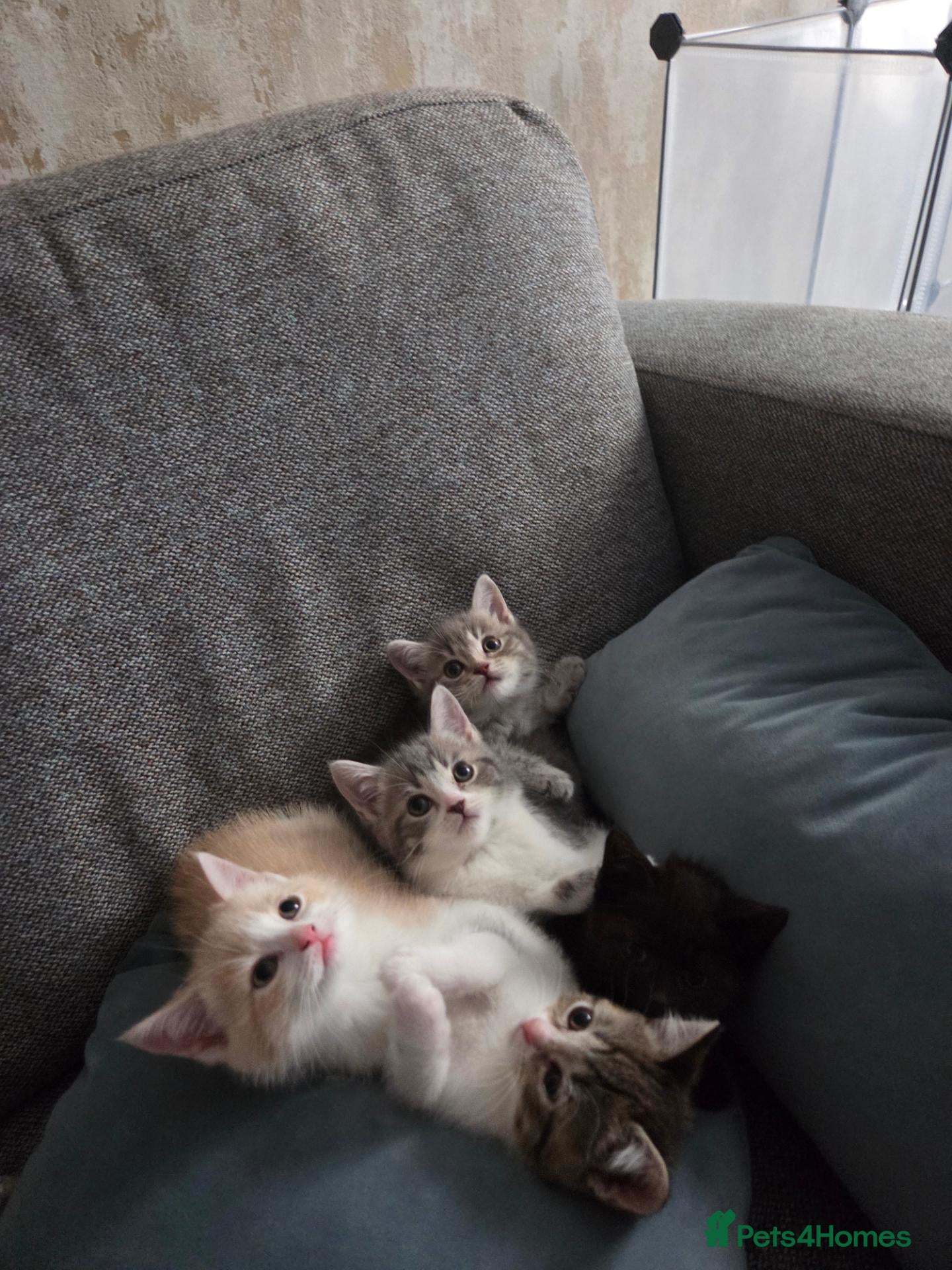 British Shorthair cats Beautiful British Shorthair Kittens – Ready to go - Advert 1
