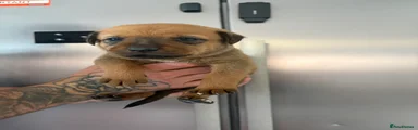 Mixed Breed 11