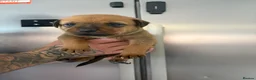 Mixed Breed dogs for sale: Mastiff x Rottweiler pups for sale - Advert 30