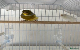 Canaries birds for sale: Canary  - Image 6